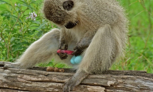 Vervet Monkey